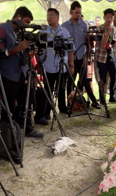Cute Cat Stole The Limelight After Playing With Microphone Wires At A Press Conference - WORLD OF BUZZ 2