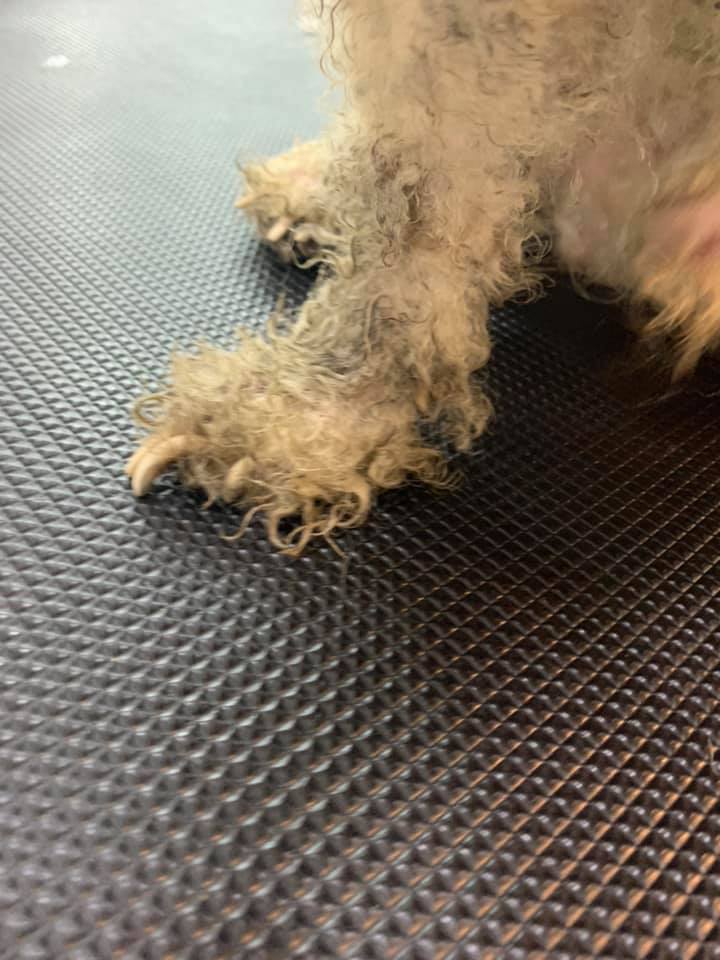 Dog Cruelly Dumped in Dirty & Dark Room After Family Decided He Wasn't Cute Anymore - WORLD OF BUZZ 1