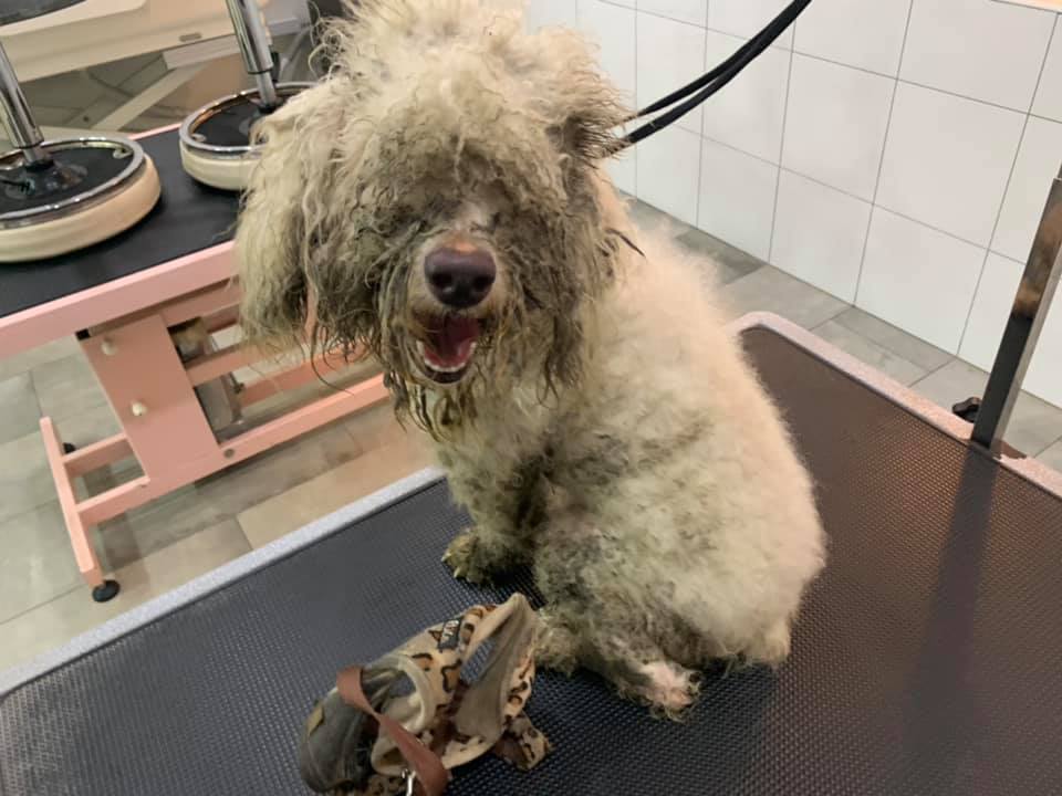 Dog Cruelly Dumped In Dirty &Amp; Dark Room After Family Decided He Wasn't Cute Anymore - World Of Buzz 2