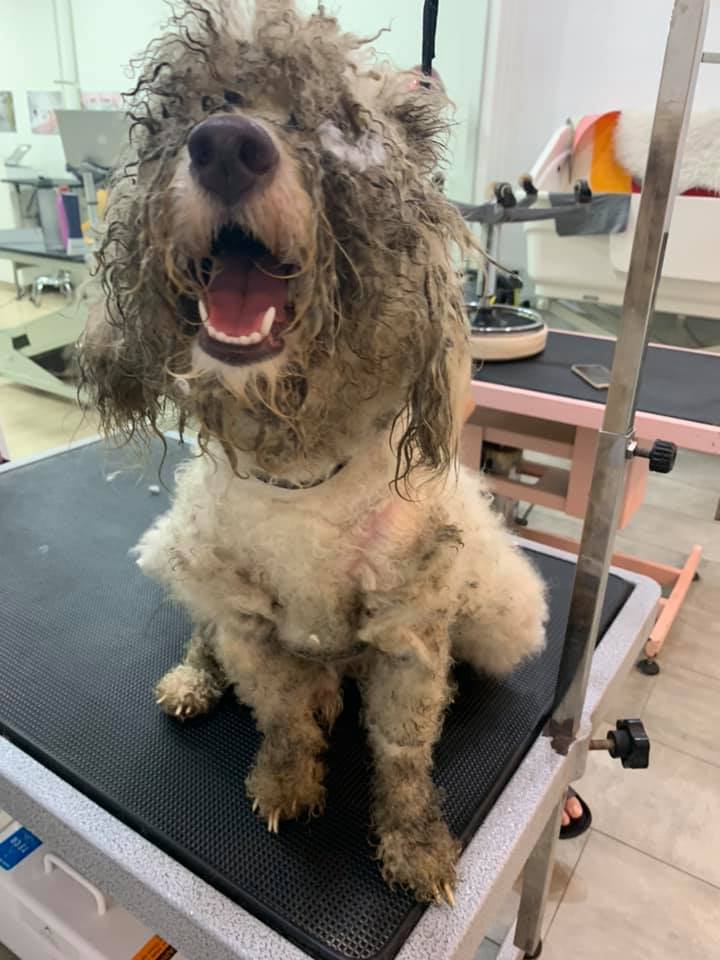 Dog Cruelly Dumped in Dirty & Dark Room After Family Decided He Wasn't Cute Anymore - WORLD OF BUZZ 3