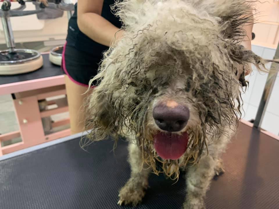 Dog Cruelly Dumped in Dirty & Dark Room After Family Decided He Wasn't Cute Anymore - WORLD OF BUZZ 4