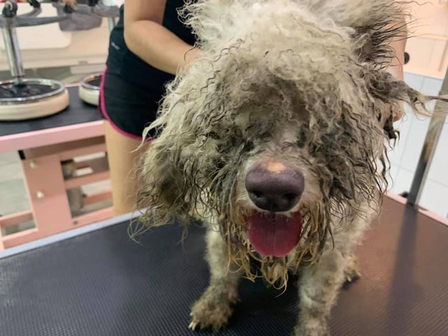 Dog Cruelly Dumped In Dirty &Amp; Dark Room After Family Decided He Wasn't Cute Anymore - World Of Buzz 4