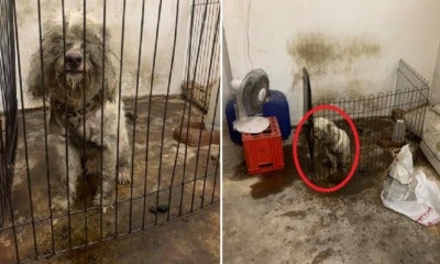 Dog Cruelly Dumped In Dirty &Amp; Dark Room After Family Decided He Wasn'T Cute Anymore - World Of Buzz 7