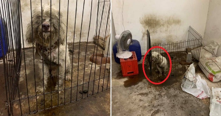 Dog Cruelly Dumped In Dirty &Amp; Dark Room After Family Decided He Wasn'T Cute Anymore - World Of Buzz 7