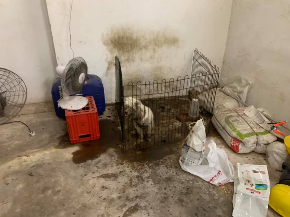 Dog Cruelly Dumped in Dirty & Dark Room After Family Decided He Wasn't Cute Anymore - WORLD OF BUZZ