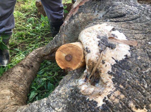 Elephant in Sabah Was Shot 70 Times Before Tusks Were Removed By Poachers - WORLD OF BUZZ