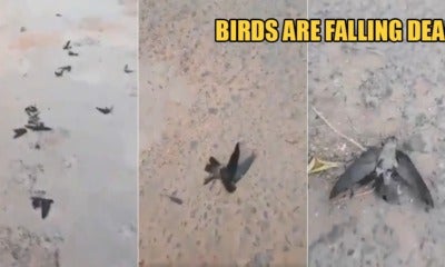 The Haze In Indonesia Is So Hazardous That Birds Are Falling Dead On The Streets - World Of Buzz