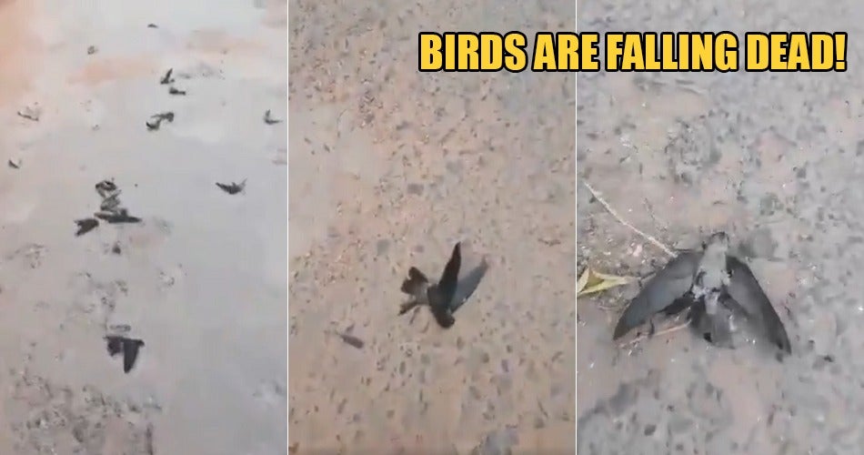 The Haze In Indonesia Is So Hazardous That Birds Are Falling Dead On The Streets - World Of Buzz