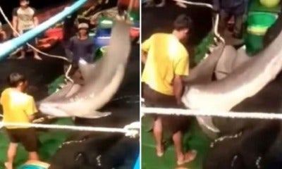 Two Fishermen Caught Illegally Capturing 30 Dolphins In M'Sian Waters To Make Dried Meat - World Of Buzz