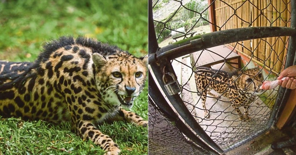 This Rare "King Cheetah" is One of 30 Left in the World, & It Is Here in Zoo Negara! - WORLD OF BUZZ