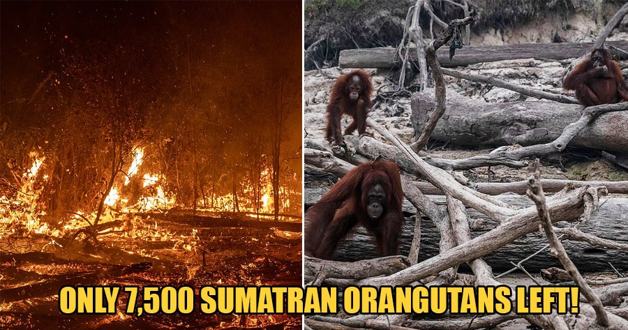 Forest Fires In Indonesia Are Leaving Endangered Sumatran Orangutans Homeless Among Ashes World Of Buzz 1