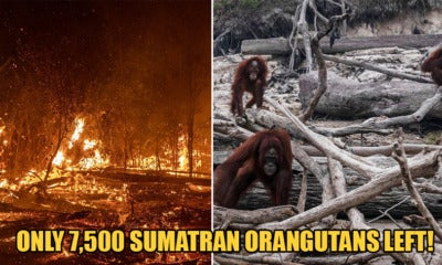 Forest Fires In Indonesia Are Leaving Endangered Sumatran Orangutans Homeless Among Ashes - World Of Buzz
