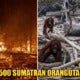 Forest Fires In Indonesia Are Leaving Endangered Sumatran Orangutans Homeless Among Ashes - World Of Buzz