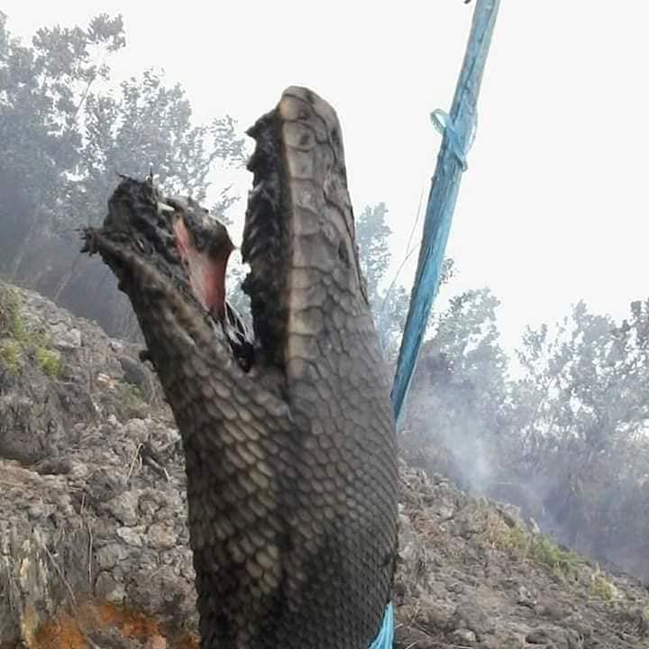 Huge Pythons Measuring Up to 10m Found Burnt to Death Trying to Escape Indonesia's Forest Fires - WORLD OF BUZZ
