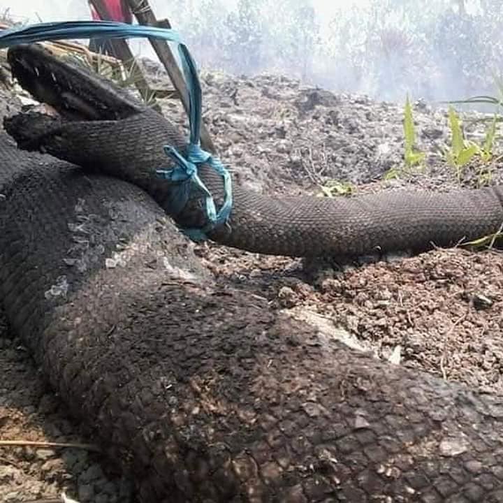 Huge Pythons Measuring Up to 10m Found Burnt to Death While Trying to Escape Indonesia's Forest Fires - WORLD OF BUZZ