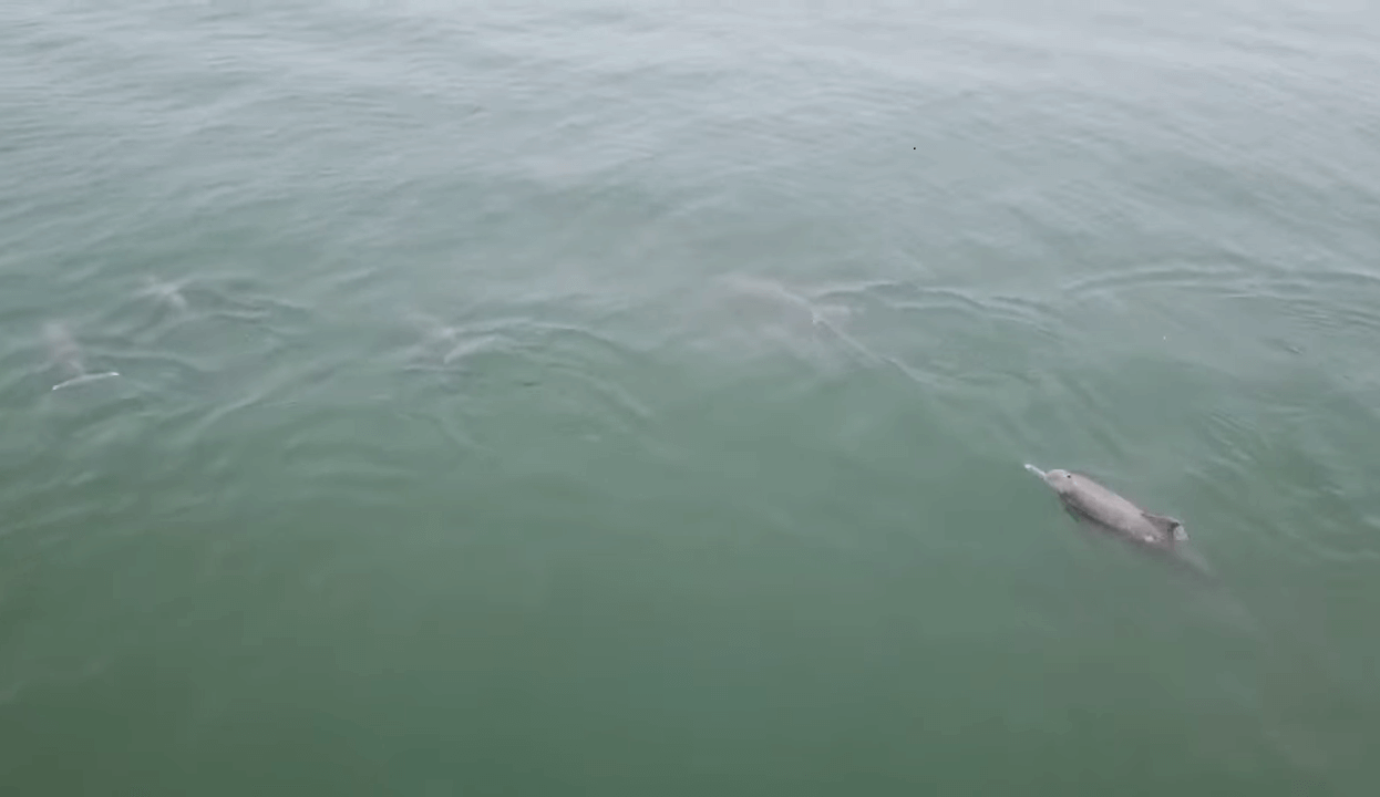 Hundreds Of Dolphins Were Spotted Swimming At The Batu Ferringhi Beach - WORLD OF BUZZ 1