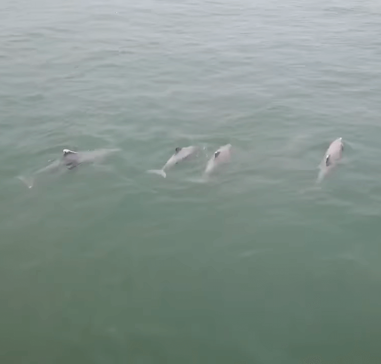Hundreds Of Dolphins Were Spotted Swimming At The Batu Ferringhi Beach - WORLD OF BUZZ 2