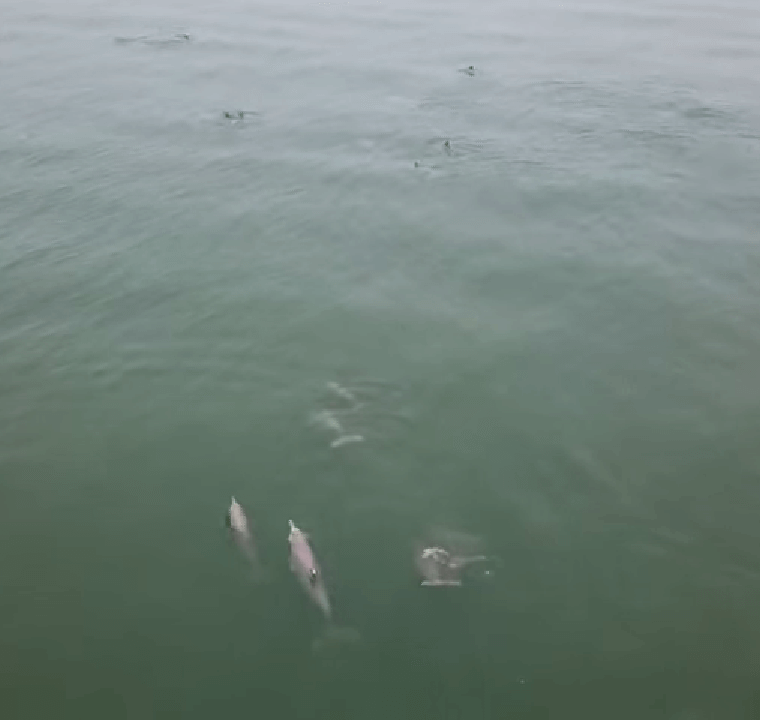 Hundreds Of Dolphins Were Spotted Swimming At The Batu Ferringhi Beach - WORLD OF BUZZ