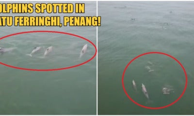 Hundreds Of Dolphins Were Spotted Swimming Merrily At The Batu Ferringhi Beach - World Of Buzz