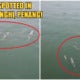 Hundreds Of Dolphins Were Spotted Swimming Merrily At The Batu Ferringhi Beach - World Of Buzz