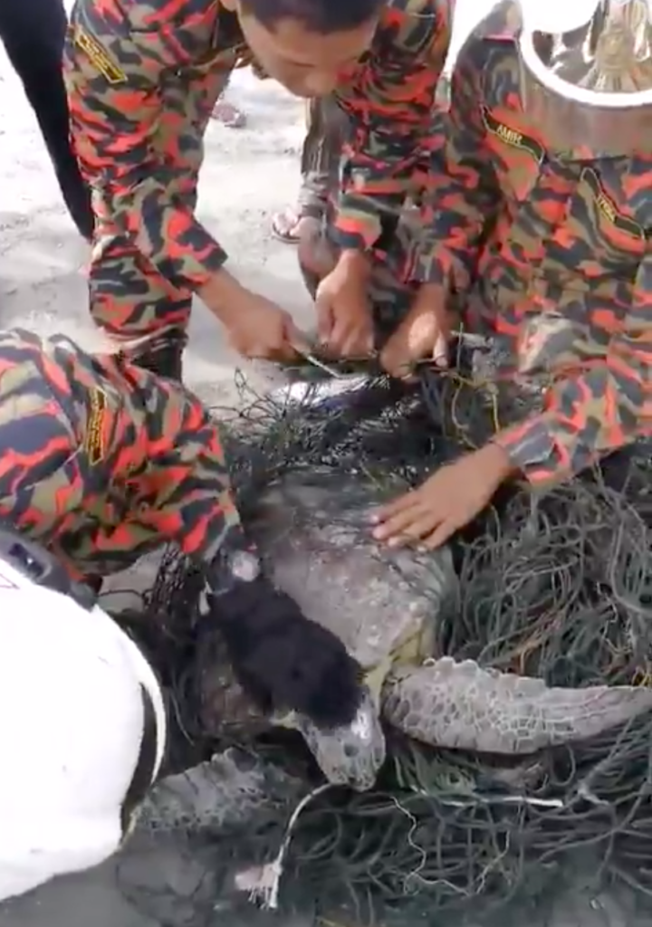 Johor's Abang Bomba Races Against Time To Save A Turtle Entangled In Ghost Net - WORLD OF BUZZ 2