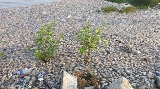 Land Reclamation Projects Nearby Pantai Lido Claim The Lives Of Fish In The Area - WORLD OF BUZZ 1