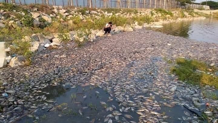 Land Reclamation Projects Nearby Pantai Lido Claim The Lives Of Fish In The Area - WORLD OF BUZZ