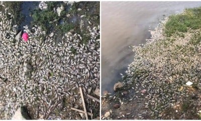 Land Reclamation Projects Nearby Pantai Lido Kill Hundreds Of Fish In The Area - World Of Buzz