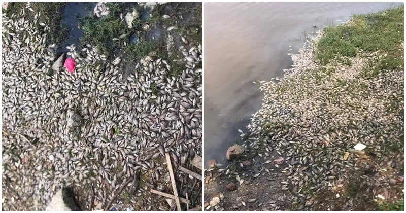 Land Reclamation Projects Nearby Pantai Lido Kill Hundreds Of Fish In The Area - World Of Buzz