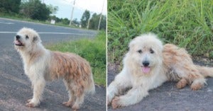 Lost Doggy Waits Faithfully By Roadside For Owner, Finally Reunited 4 YEARS Later - WORLD OF BUZZ 6