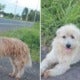Lost Doggy Waits Faithfully By Roadside For Owner, Finally Reunited 4 Years Later - World Of Buzz 6
