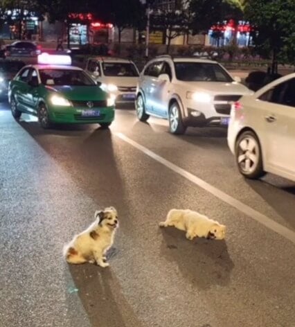 Loyal Doggy Stands Guard On Busy Road For 3 Hours to Protect Friend Hit By Car - WORLD OF BUZZ