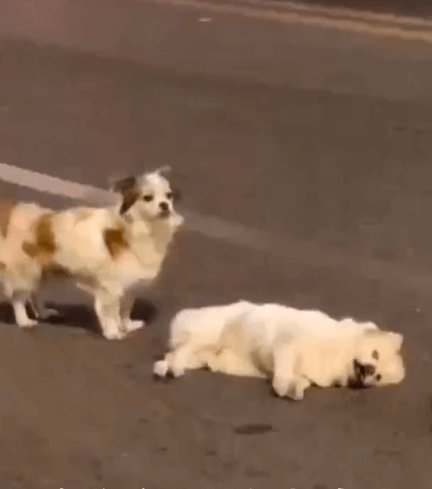 Loyal Doggy Stands Guard On Busy Road For 3 Hours to Protect Friend That Was Hit By Car - WORLD OF BUZZ 1