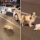 Loyal Doggy Stands Guard On Busy Road For 3 Hours To Protect Friend That Was Hit By Car - World Of Buzz 4