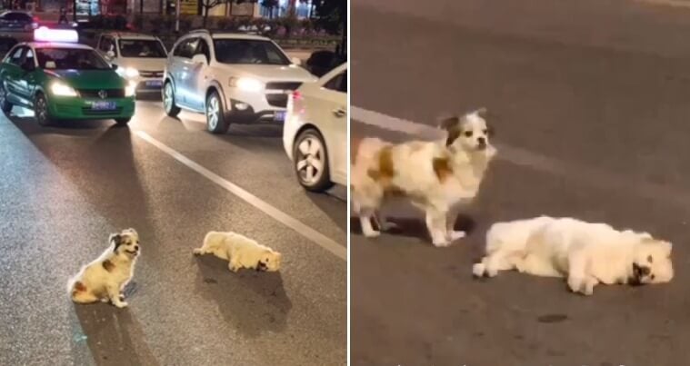 Loyal Doggy Stands Guard On Busy Road For 3 Hours to Protect Friend That Was Hit By Car - WORLD OF BUZZ 4