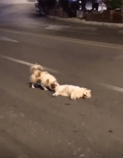 Loyal Doggy Stands Guard On Busy Road For 3 Hours to Protect Friend That Was Hit By Car - WORLD OF BUZZ
