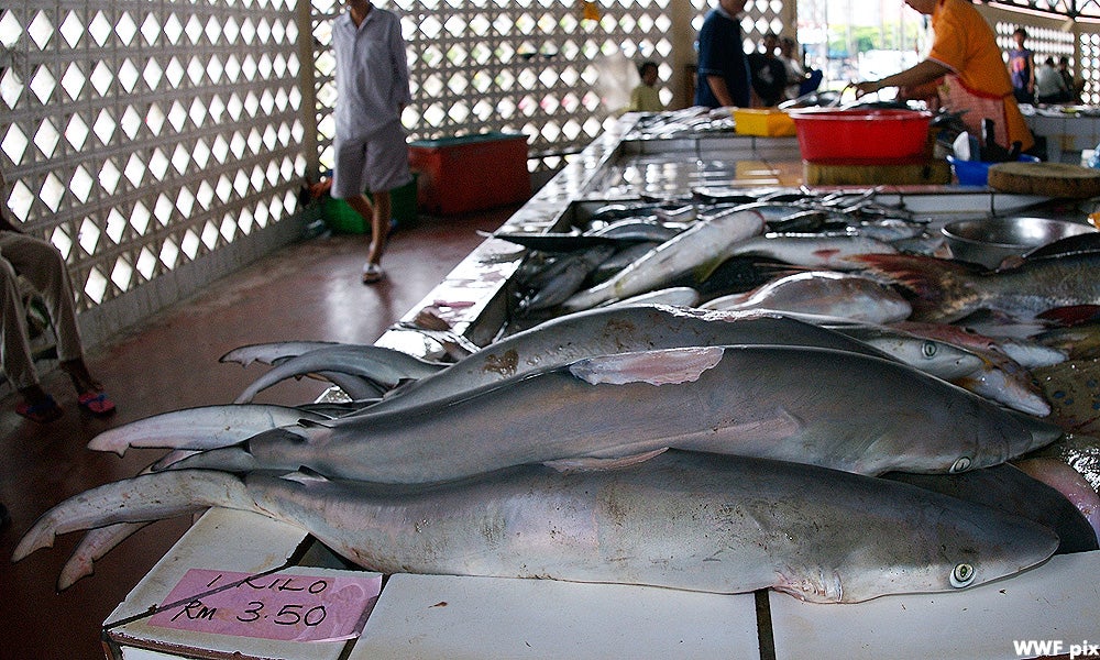 Malaysia Recorded As The World 2nd Largest Importer Of Shark Fins In The Entire World - WORLD OF BUZZ 2