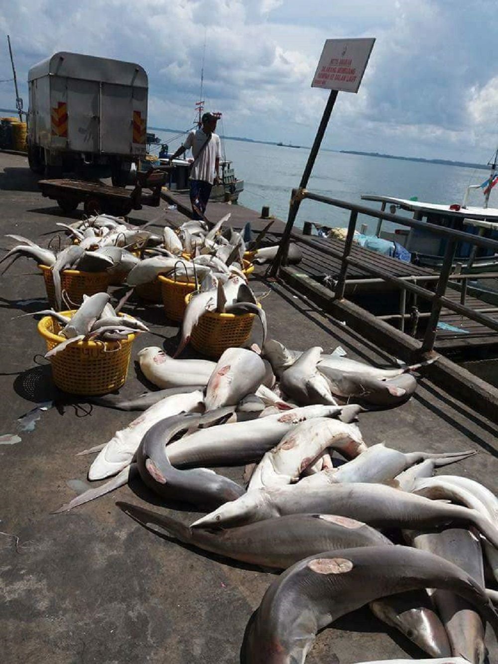 Malaysia Recorded As The World 2nd Largest Importer Of Shark Fins In The Entire World - WORLD OF BUZZ 3