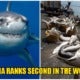 Malaysia Recorded As The World'S 2Nd Largest Importer Of Shark Fins - World Of Buzz 1