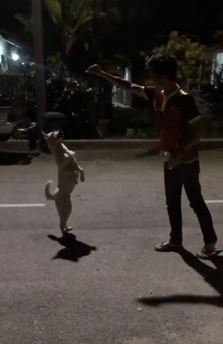 Malaysian Befriended Stray Dog, But It Was Cruelly Captured After Someone Reported About It - World Of Buzz 3
