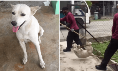 Malaysian Befriended Stray Dog, But It Was Cruelly Captured After Someone Reported About It - World Of Buzz 4