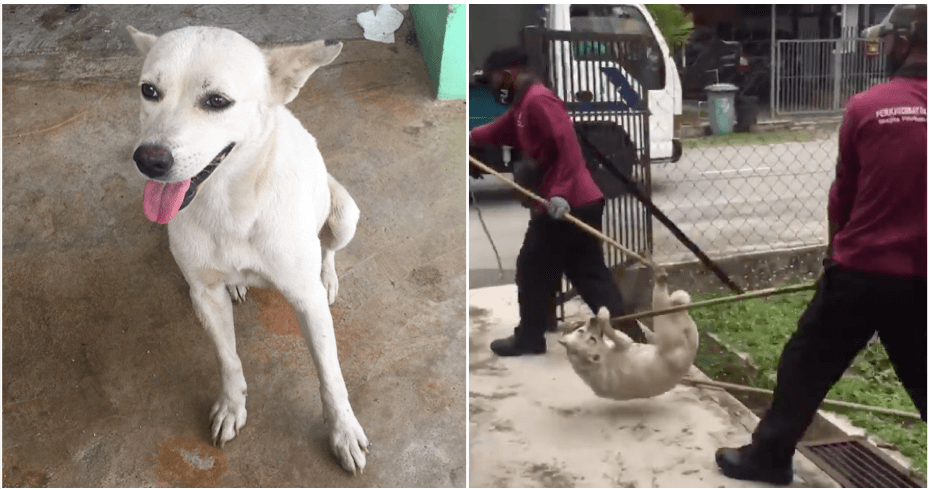 Malaysian Befriended Stray Dog, But It Was Cruelly Captured After Someone Reported About It - WORLD OF BUZZ 4