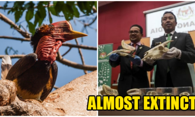 Malaysia'S Super Rare And Hornbill Is Nearly Extinct But Is Still Hunted Down By Poachers - World Of Buzz