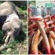 M'Sian Elephants Forced To Lose Their Tusks For Survival Because Poachers Won'T Stop - World Of Buzz 1