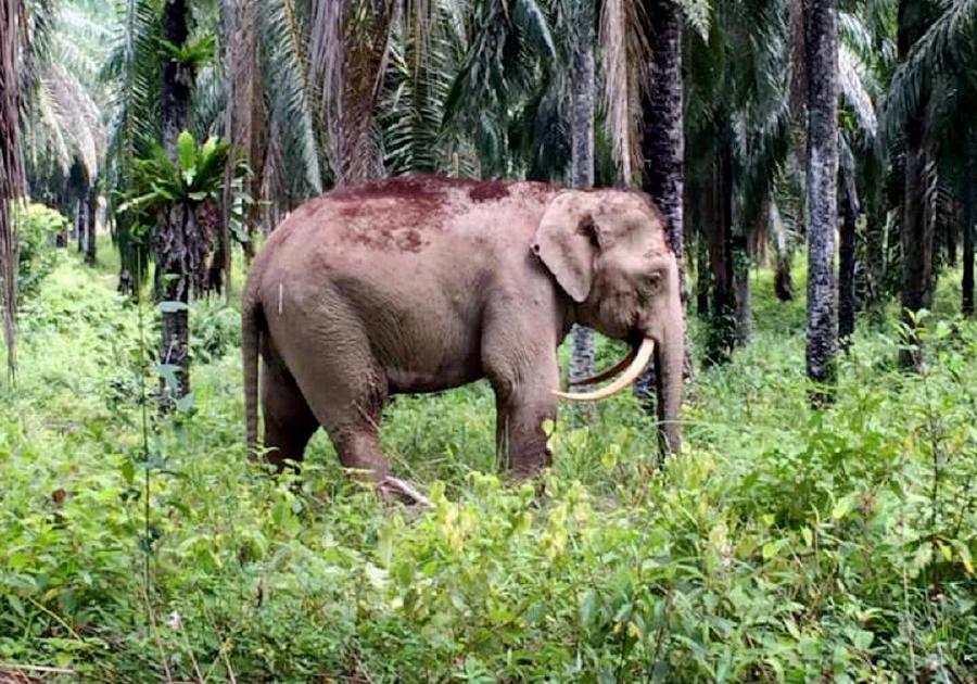 M'sian Elephants Forced To Lose Their Tusks For Survival Because Poachers Won't Stop - WORLD OF BUZZ 2