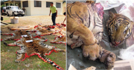 Only 23 Tigers Left In Two Forest Reserves In Perak Caused By Foreign Poachers World Of Buzz 5 E1568002942809