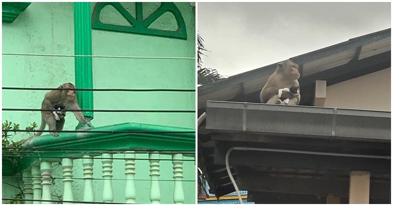 A Monkey 'Kidnaps' A Kitty In Thailand, Bonds And Become The Unlikeliest Of Friends - World Of Buzz