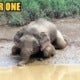 Pygmy Elephant Found Dead Floating In Sabah River, Likely Shot To Death - World Of Buzz