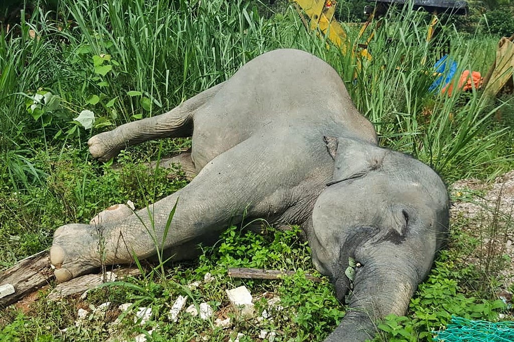Pygmy Elephant Found Dead Floating In Sabah River with Gunshot Wounds - WORLD OF BUZZ 1