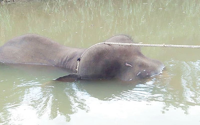 pygmy elephant found dead floating in sabah river with gunshot wounds world of buzz